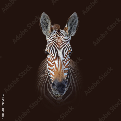 Cape Mountain Zebra Portrait