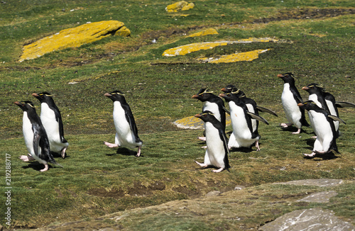 Gorfou huppé, Manchot gorfou sauteur, Eudyptes sclateri, Erect crested Penguin photo