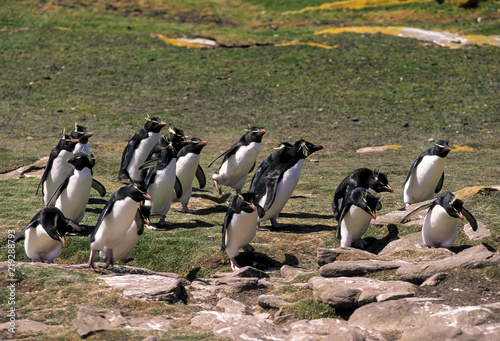 Gorfou huppé, Manchot gorfou sauteur, Eudyptes sclateri, Erect crested Penguin photo