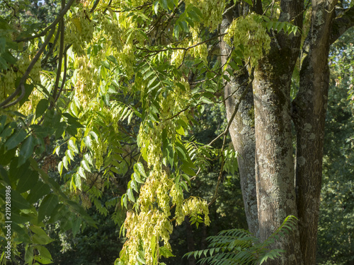 Ailanthus altissima. Ailante glanduleux ou vernis de Chine. Un grand arbre d'ornement des rues citadines, originaire d'Asie. photo