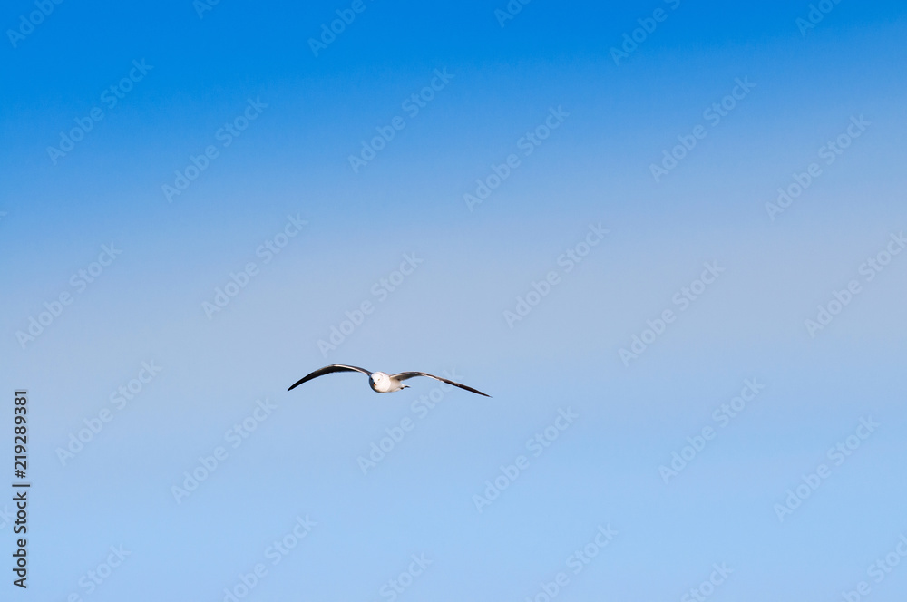 Flock of white seagulls flying over Yeosu harbor against clear blue sky Flock of white seagulls flying over Yeosu harbor against clear blue sky