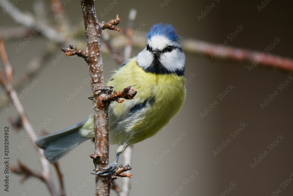 Naklejka premium Blaumeise auf Ast