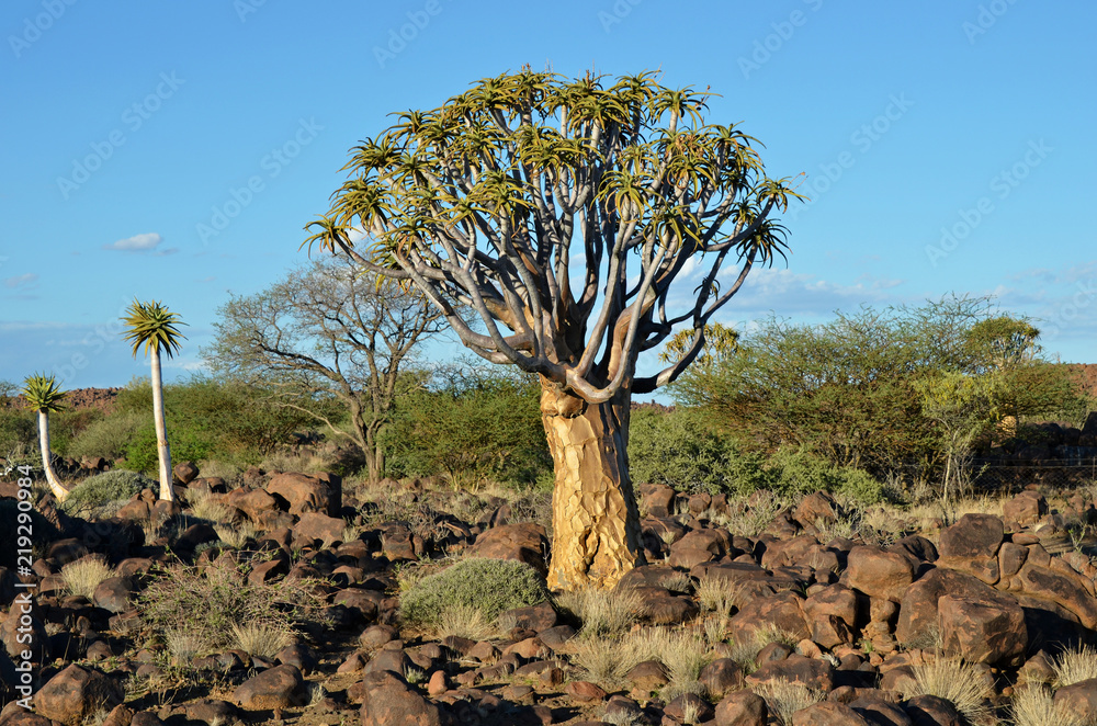 Quiver Tree Forest Namibia, Africa Quiver Tree Forest Namibia, Africa