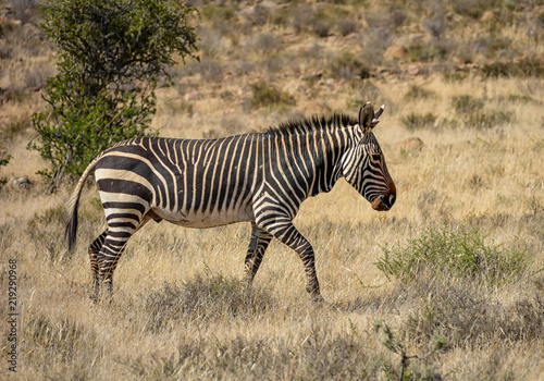 Cape Mountain Zebra