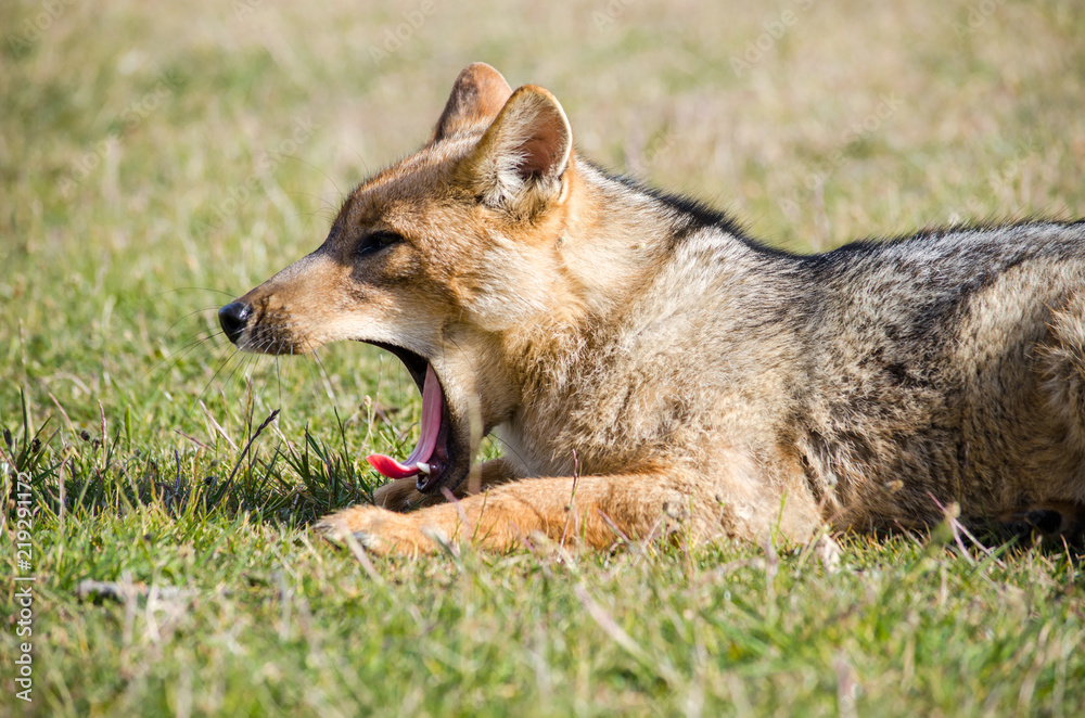 fox fox