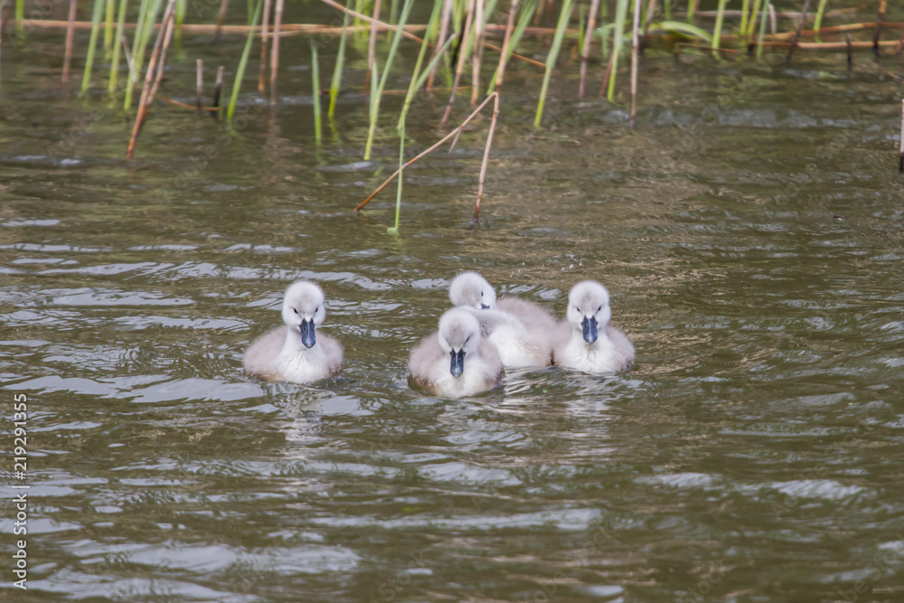 Fototapeta premium Photo of Mute swan signets swimming with reflections in the water