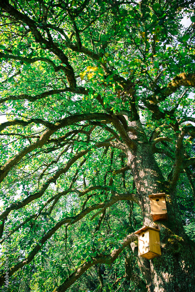 Fototapeta premium Home Made Wooden Birds House In Green Tree.