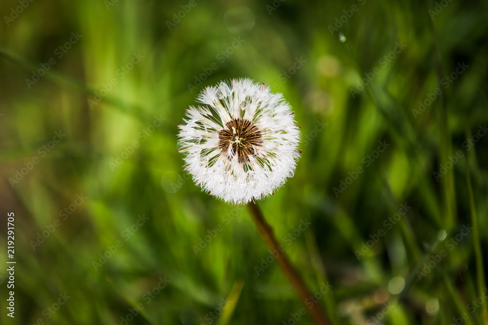 Morning Dew on Dandelion Seeds in Green Field in Spring. Morning Dew on Dandelion Seeds in Green Field in Spring.
