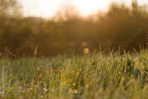 Sunrise Through High Grasses in Misty Morning in Spring © Angelina Cecchetto