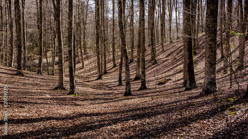 Fototapeta Naklejka Na Ścianę i Meble -  Le ombre dei faggi spogli segnano il mnto di foglie secche