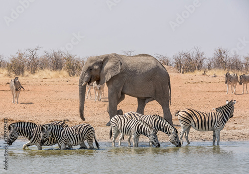 Elephant Chasing Zebra