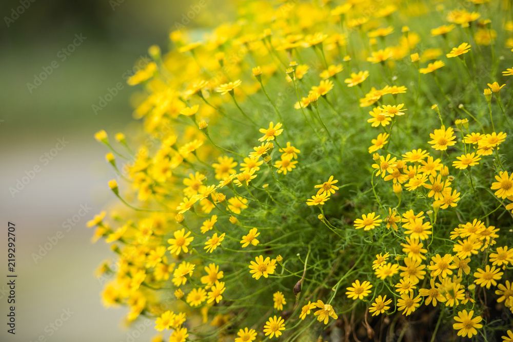 yellow chrysanthemum flowers in the basket with blurbackground