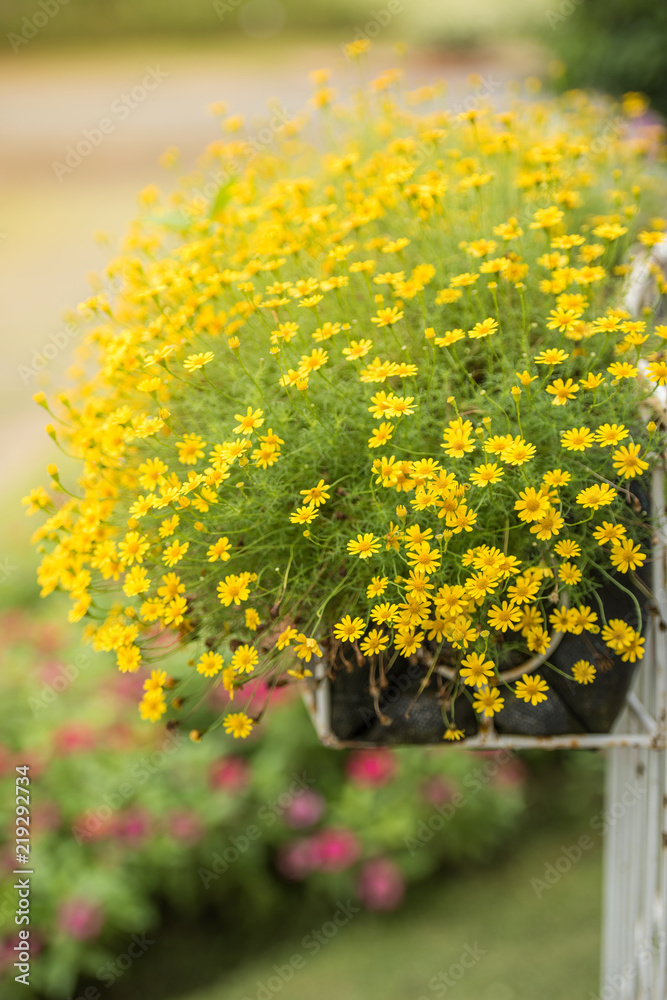 Obraz premium yellow chrysanthemum flowers in the basket with blur pink flower background