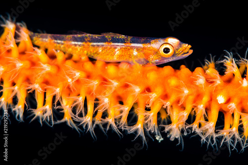 wire coral goby photo