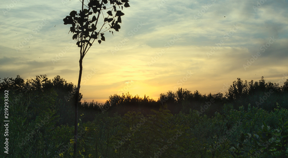 Obraz premium Colorful bright summer sunset over forest