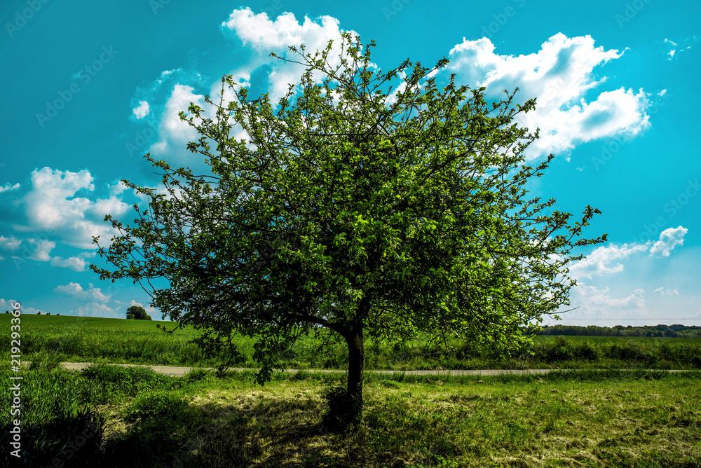 Fototapeta premium Lonely green Tree
