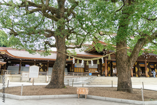 Tokyo, Japan, July 2018: Giant rope between tree. The copled trees have become a symbol of happy marriage and harmonious life within the family at Meiji Shrine or Meiji Jingu in Shibuya, Tokyo, Japan