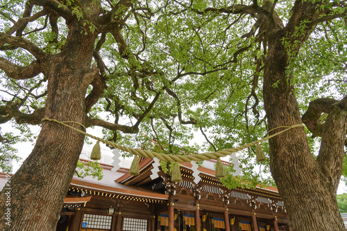 Tokyo, Japan, July 2018: Giant rope between tree. The copled trees have become a symbol of happy marriage and harmonious life within the family at Meiji Shrine or Meiji Jingu in Shibuya, Tokyo, Japan photo