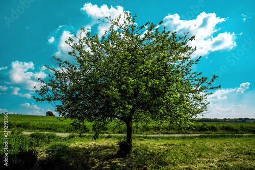 Obraz Samotne zielone drzewo