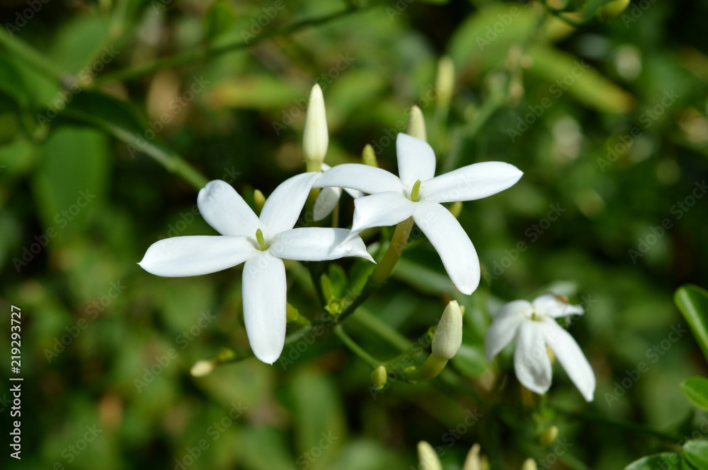 Obraz premium Close-up of Fragrant Jasmine Flowers, Macro, Nature