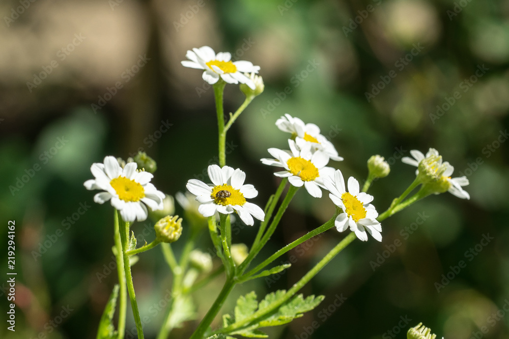 Closeup of Feverfew flowers (Tanacetum parthenium) Closeup of Feverfew flowers (Tanacetum parthenium)