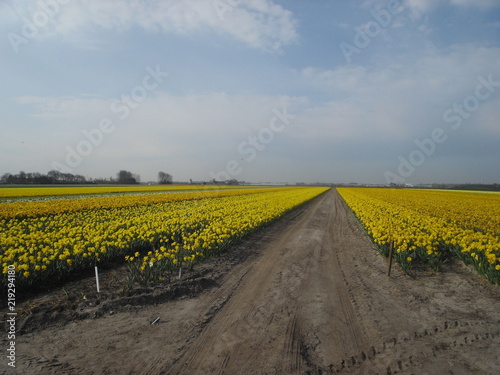 Narzissenfeld // daffodil field photo