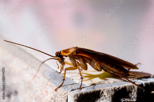 Red cockroach on the wall at night