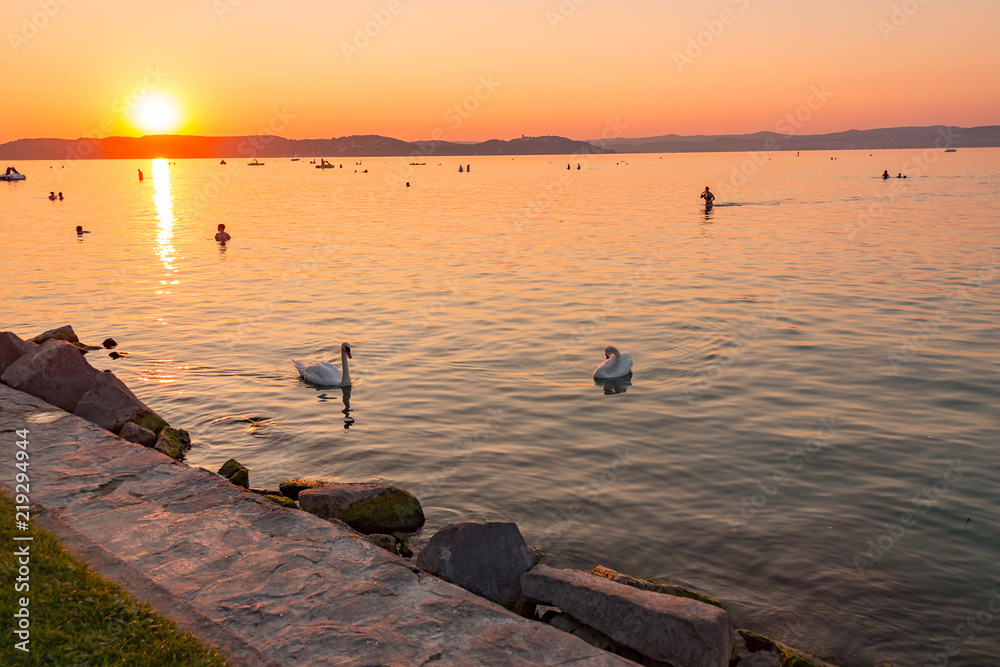 swans swimming in lake Balaton Hungary 2018 summer sunset