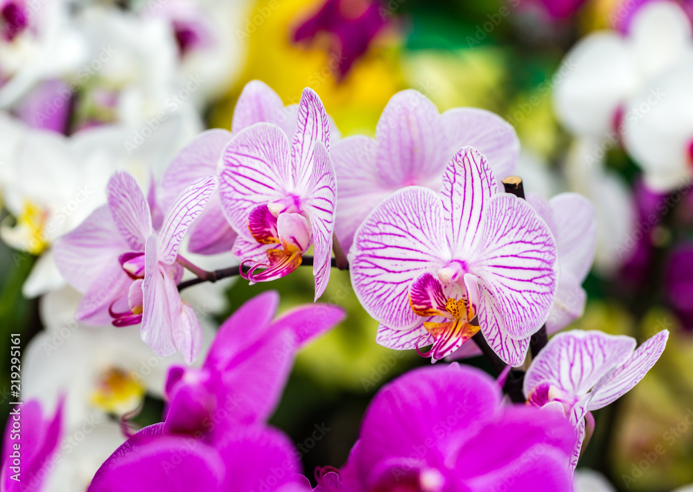 Close-up of white orchid with purple stripes Happy Minho Close-up of white orchid with purple stripes Happy Minho