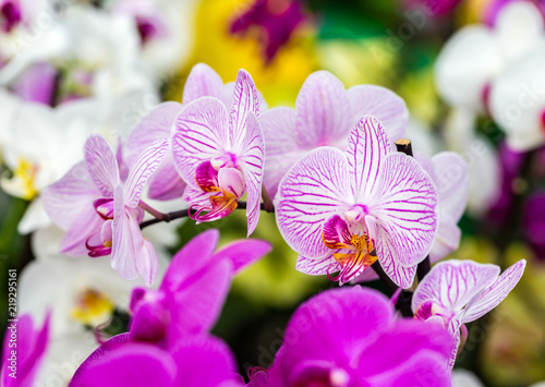 Close-up of white orchid with purple stripes Happy Minho