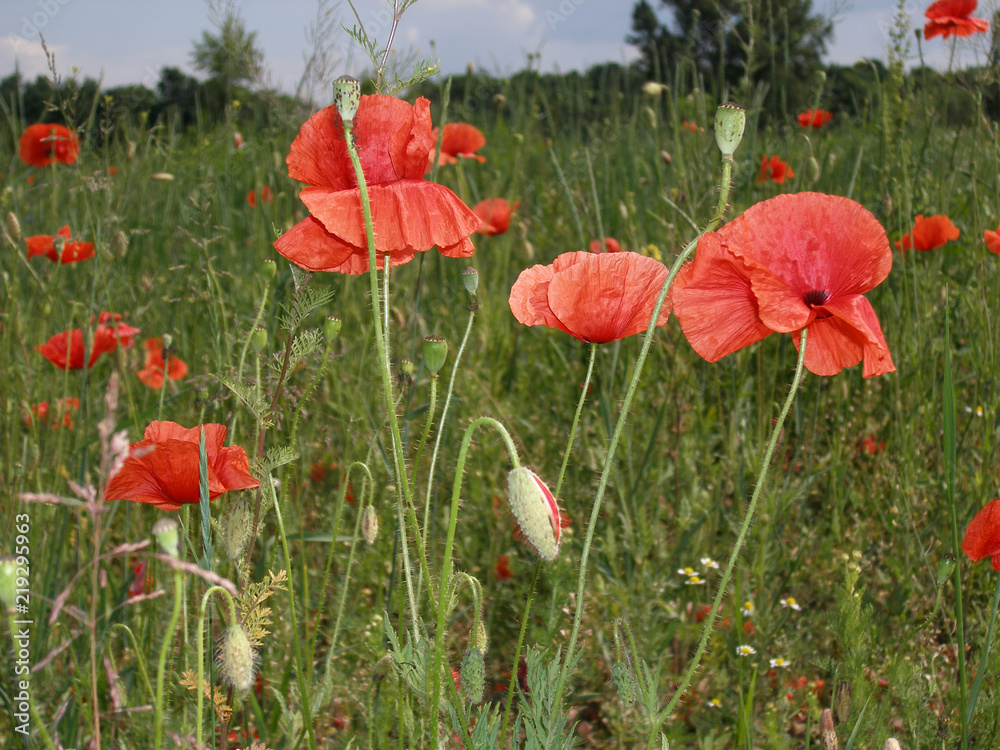 Obraz premium Wild poppies blossom in the field