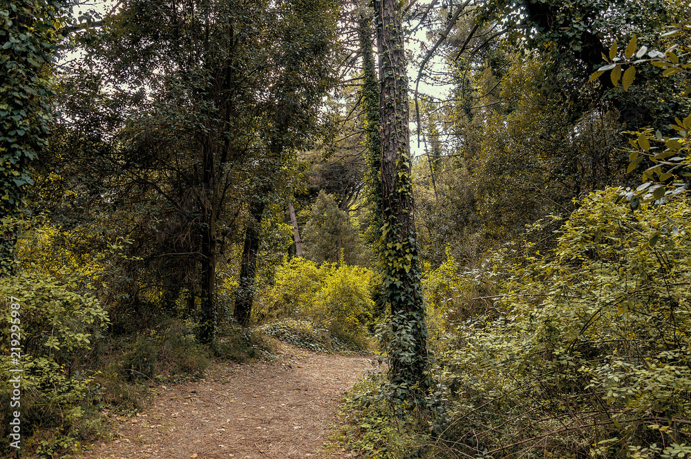 Little pathway in a natural park close to the seacoast of the Adriatic sea Little pathway in a natural park close to the seacoast of the Adriatic sea