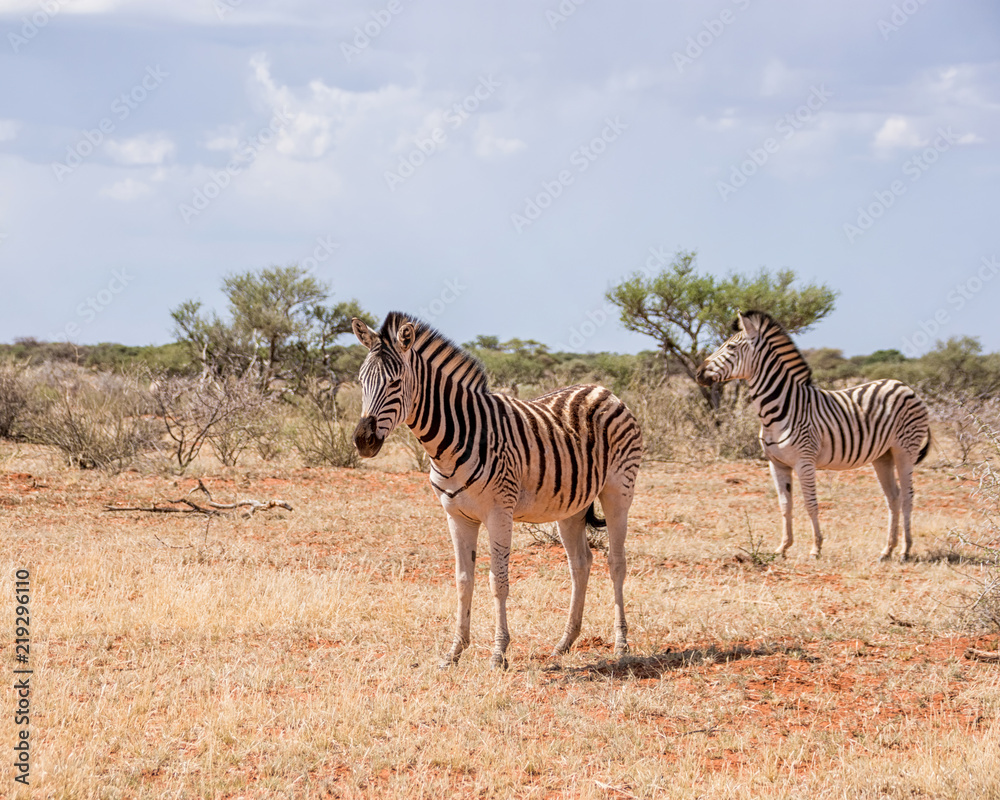 Obraz premium Burchell's Zebra