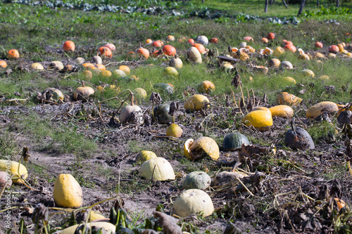 Assortment of orange pumpkins in the village kitchen vegetable garden in the sunshine. Autumn (fall) landscape. Fisrt light frosts. photo