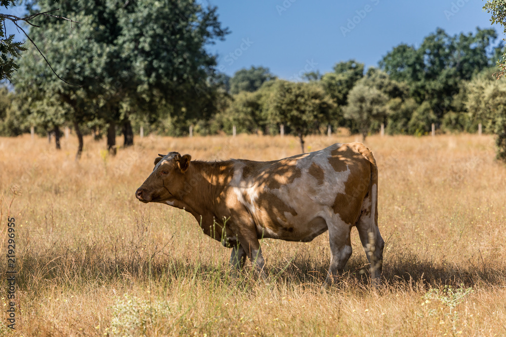 Cows in the fields of Salamanca, Spain Cows in the fields of Salamanca, Spain