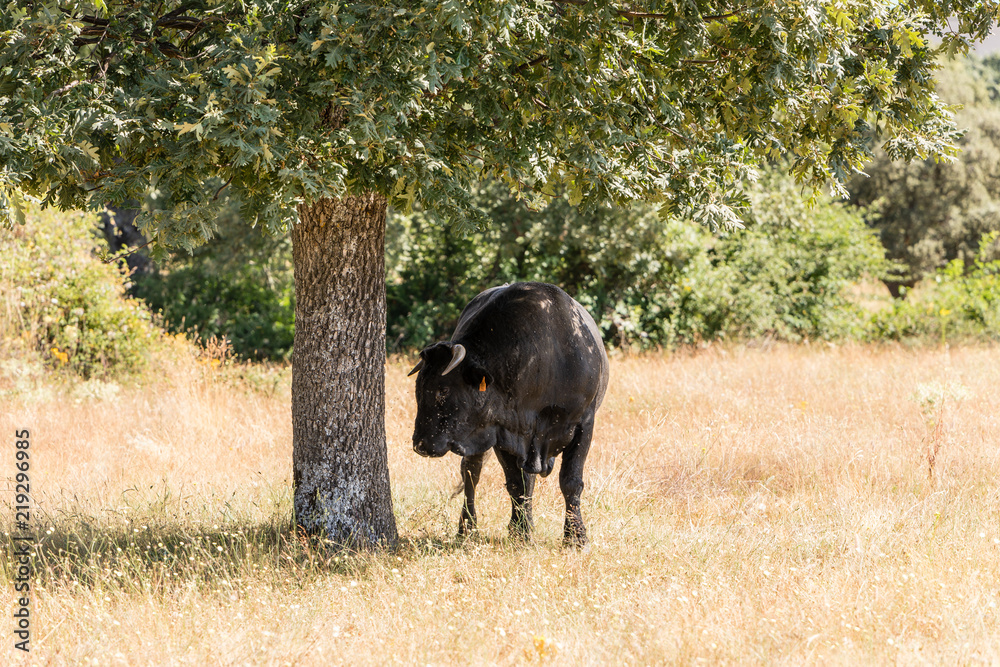 Cows in the fields of Salamanca, Spain Cows in the fields of Salamanca, Spain