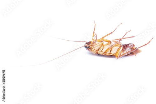 Cockroach isolated on white background