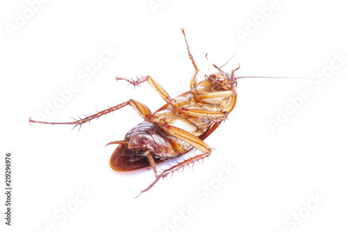 Cockroach isolated on white background © Direk Takmatcha