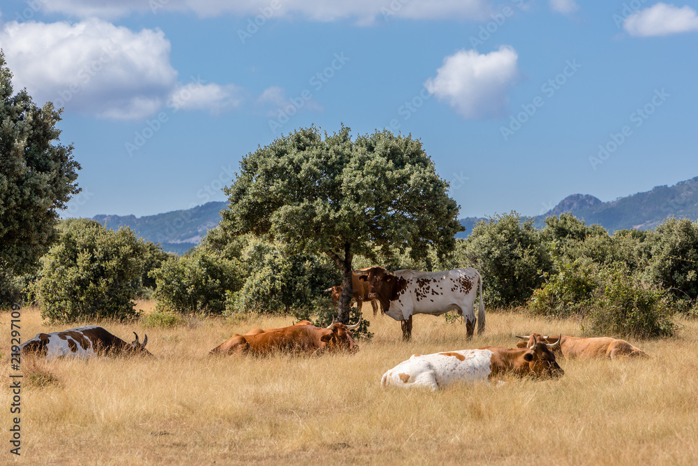 Cows in the fields of Salamanca, Spain
