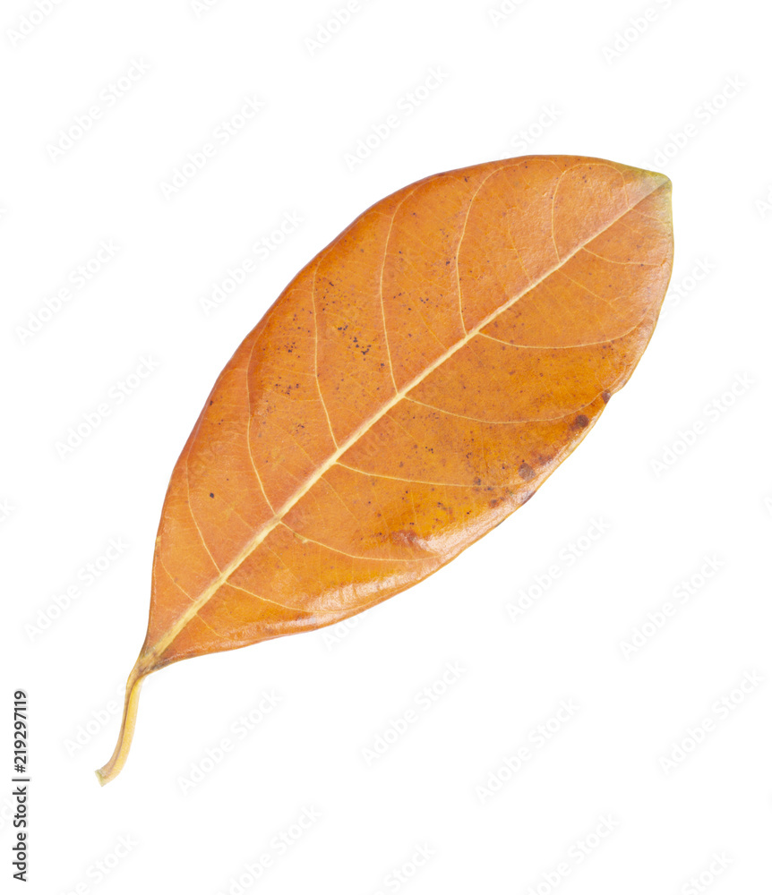Dried jackfruit leaf isolated on white background Dried jackfruit leaf isolated on white background