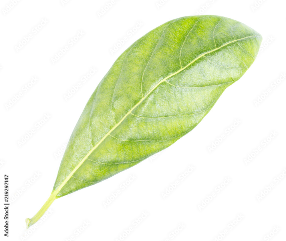 Obraz premium Green jackfruit isolated on white background