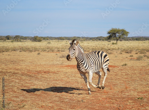 Burchell s Zebra Running