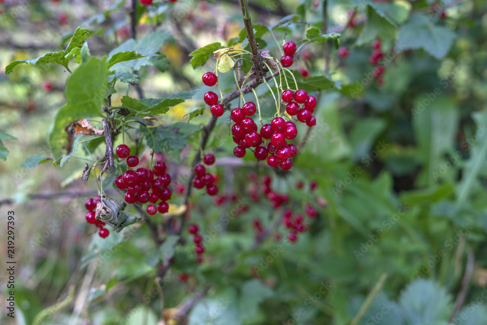 Branch of red currant Branch of red currant