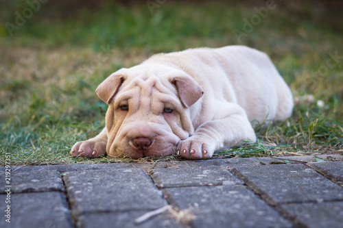 Photography Shar pei puppy dog