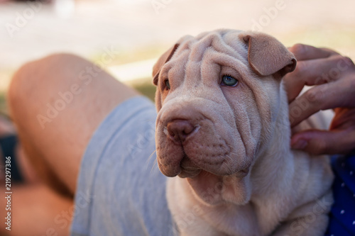 Pet owner with his shar pei puppy 