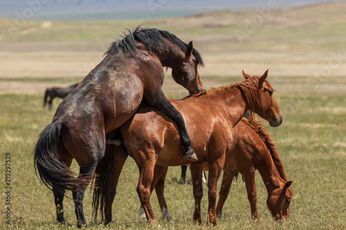 Fotografija Wild Horses Mating in the Utah Desert