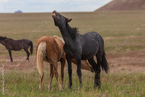 Wild Horses Mating in the Utah Desert