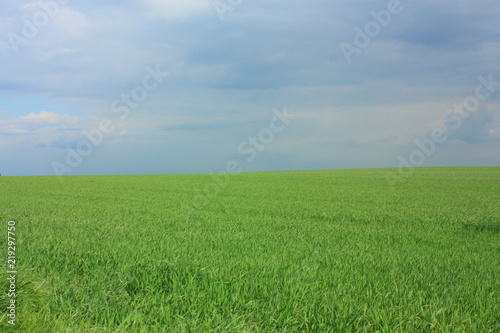 Grain field // Kornfeld 