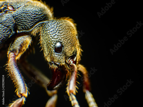 Extreme macro shot of Ant face details.