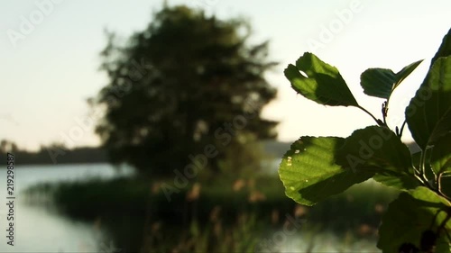 Lake and tree with leaves close-up in foreground photo